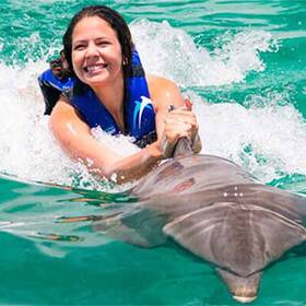 Nado com golfinhos no Dolphin Explorer