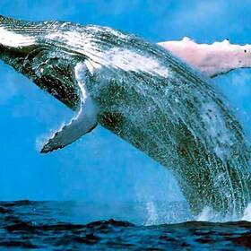 Samana Whales