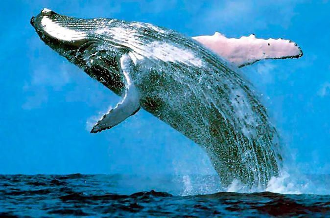 Samana Whales