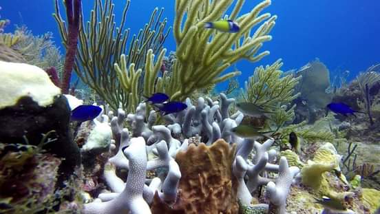 Vista de corales en el Caribe