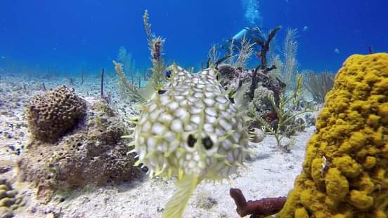 Pez globo en arrecife de coral